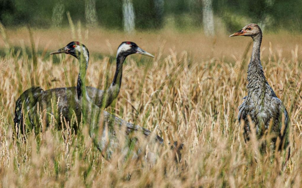 Kraanvogels in De Peel. beeld Jan van de Kam