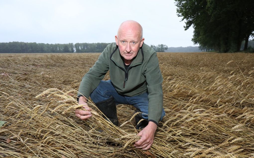 Akkerbouwer Gerard Breunissen bij het graan dat niet kan worden binnengehaald. beel Vidiphoto