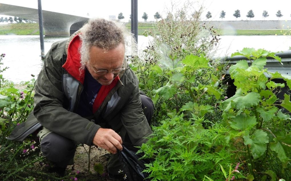 Baudewijn Odé rooit Alsemambrosia op een regenachtige dag langs de Waal. beeld Kees van Reenen