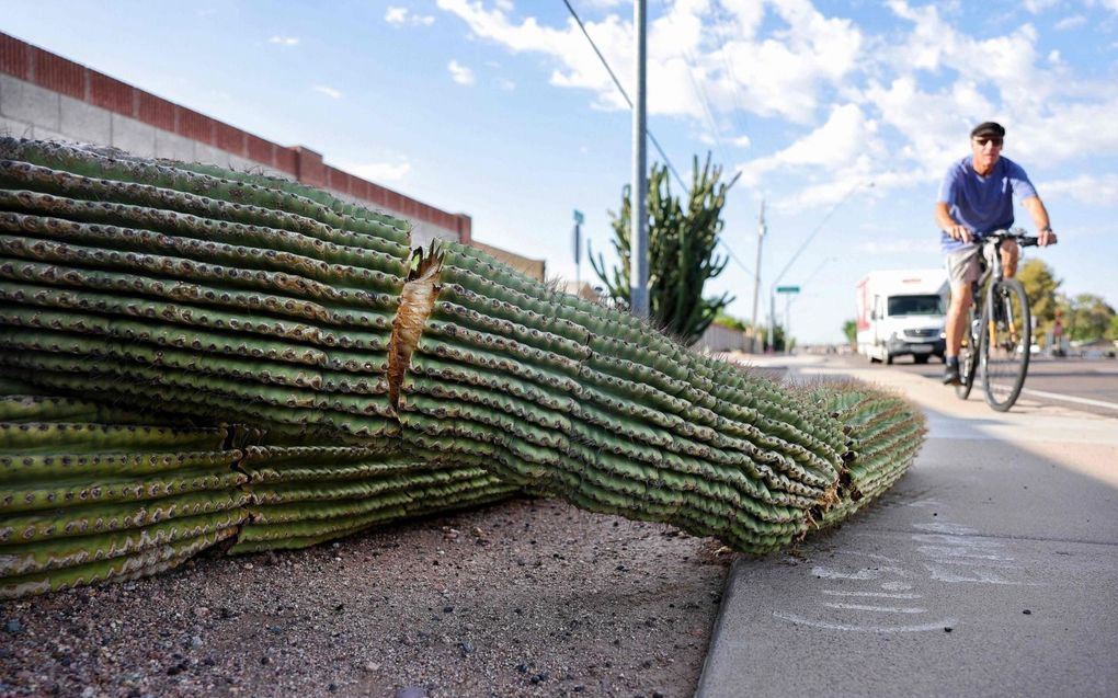 Het is in de Amerikaanse staat Arizona zo heet, dat zelfs iconische cactussen het begeven. Foto: een fietser passeerde vorige week een omgevallen cactus in de stad Mesa. beeld AFP, Mario Tama