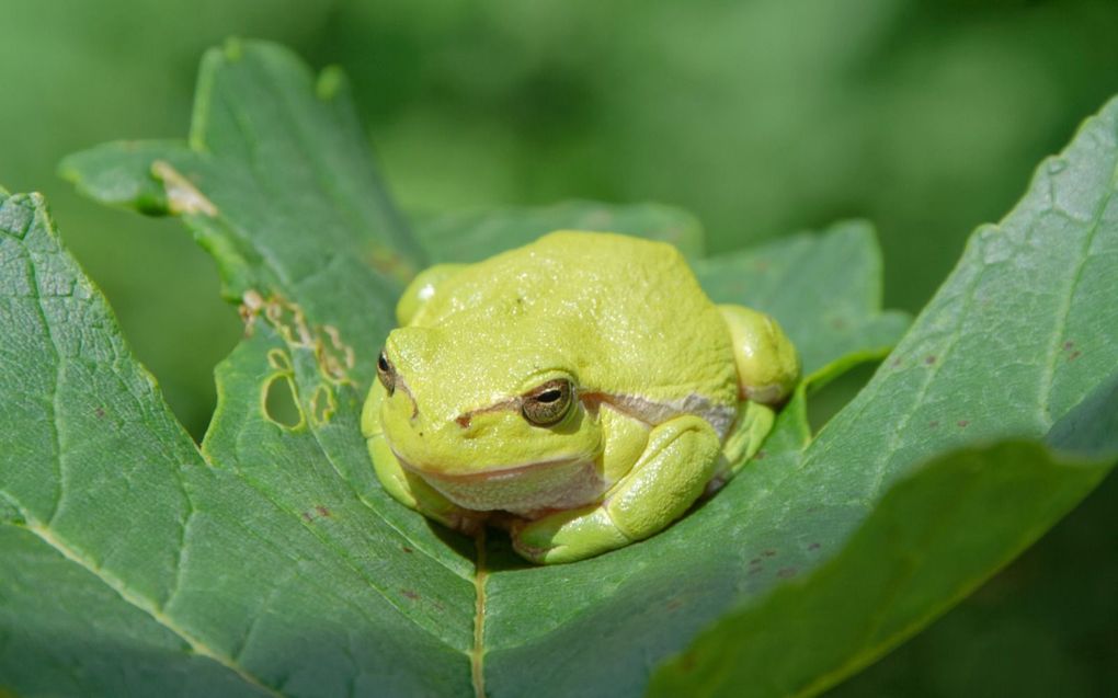 Boomkikker. beeld Hans de Braal