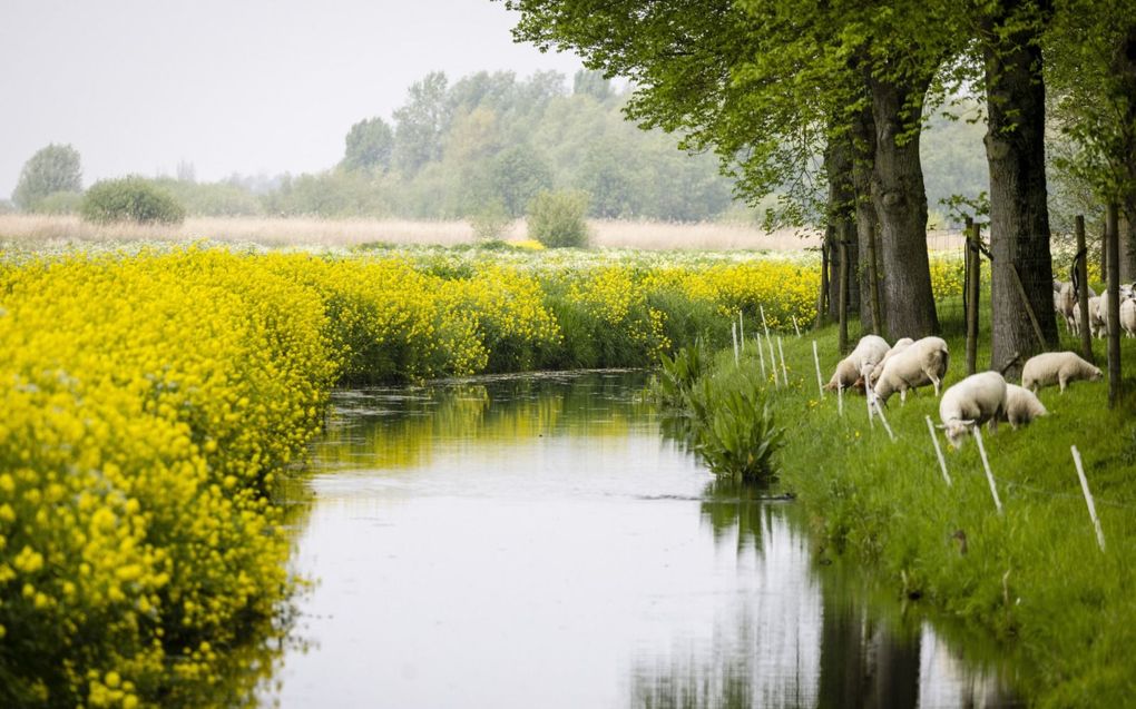 Een sloot in de Hoeksche Waard. In 80 procent van de Nederlandse wateren komt landbouwgif voor. beeld ANP, Jeffrey Groeneweg