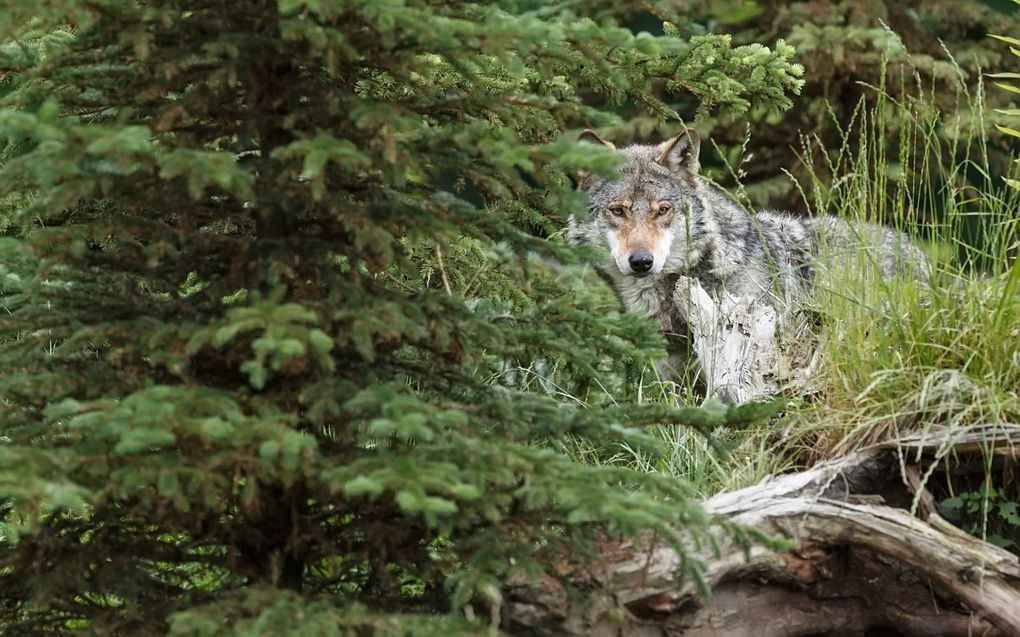 De wolf is in Europa met een opmars bezig. Dat kan een gevaar vormen voor mens en dier, zegt de Europese Commissie. Brussel wil kijken of afschieten van het dier in de toekomst mogelijk gemaakt kan worden. beeld Michal Ninger