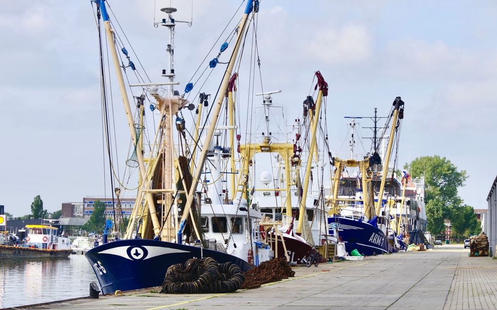 Kotters aan de kade bij de visafslag in Vlissingen, die door Urk wordt overgenomen. beeld Van Scheyen Fotografie