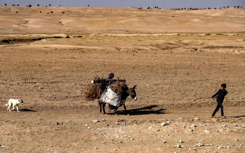 Een ezel is in de Bijbel een beeld van de vrede van God. beeld AFP, Delil Souleiman