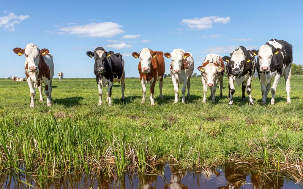 Het kabinet hoopt met de uitkoop van piekbelasters een flinke slag te maken op weg naar herstel van de natuur, maar het is de vraag of dat lukt.  beeld iStock