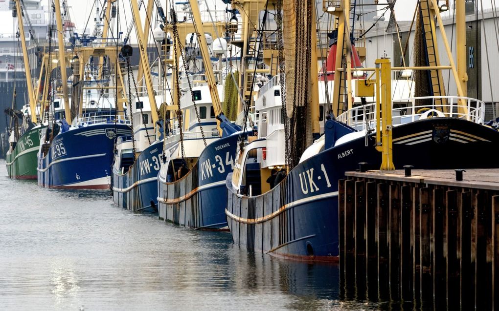 Kotters in betere tijden in de haven van IJmuiden. De UK 1 ”Albert” (voorgrond) is een van de 54 schepen die tijdens de sanering van 2022-2023 zijn gesloopt.  beeld ANP, Sander Koning