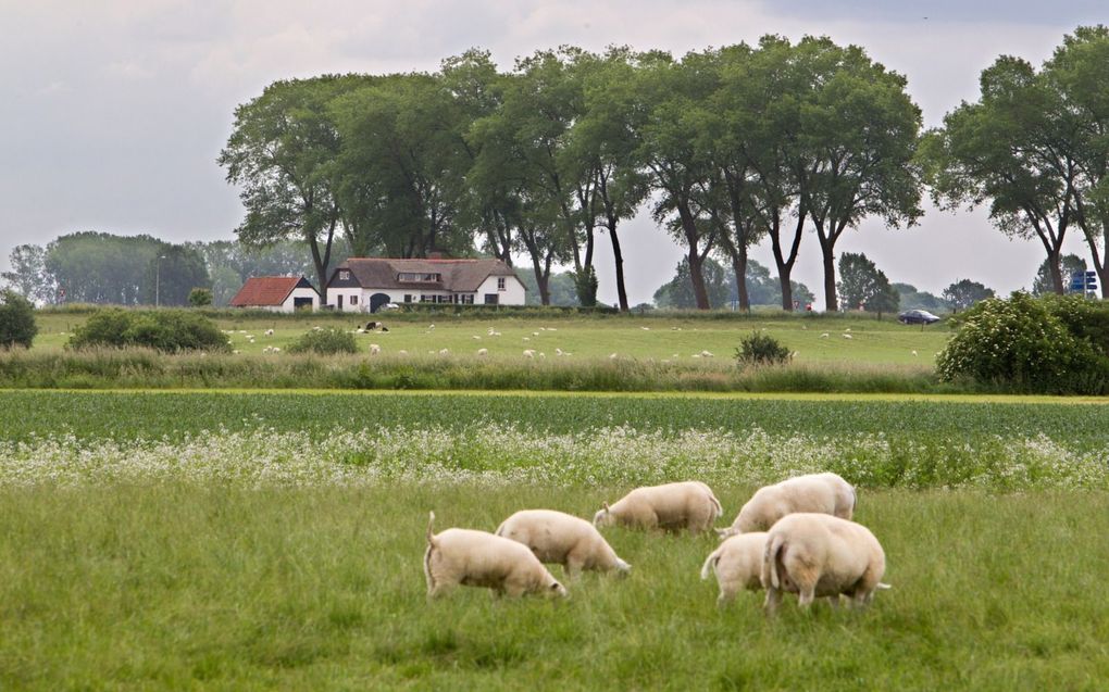 Steektalen hebben belang bij isolement. beeld RD, Anton Dommerholt