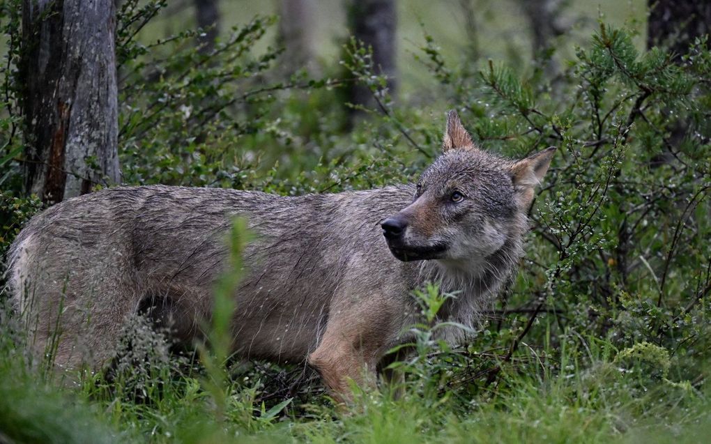 Wolf in Finland. beeld AFP, Olivier Morin