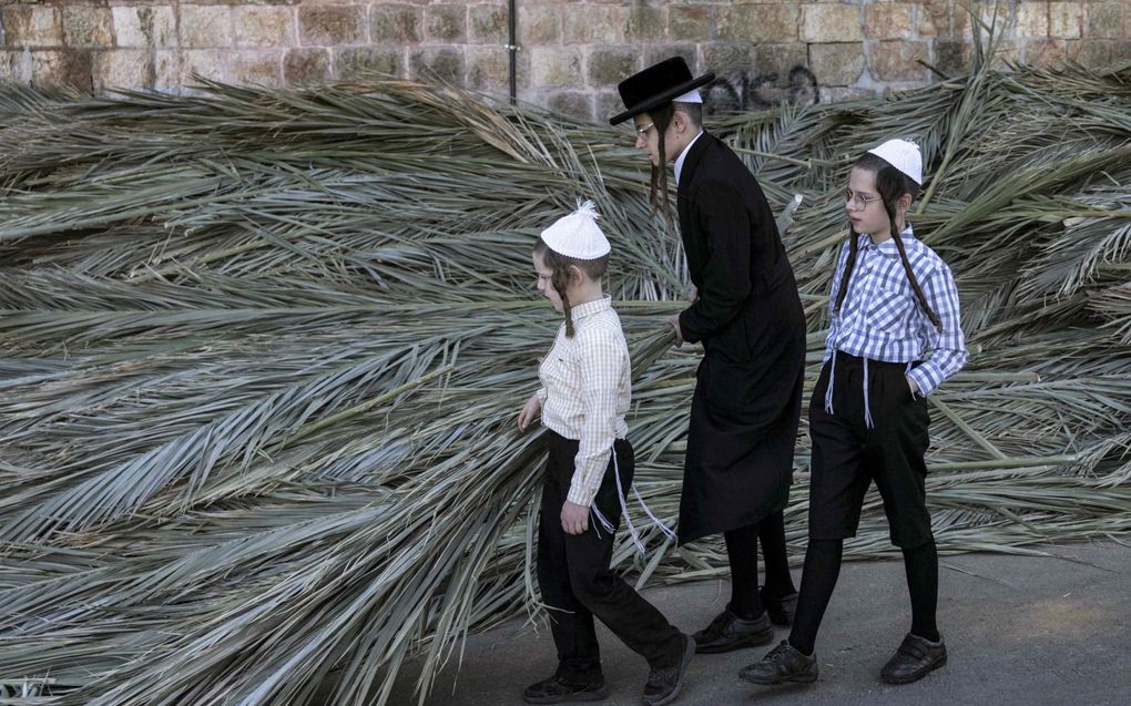 Joodse kinderen uit de wijk Mea Shearim in Jeruzalem halen palmtakken op voor het dak van hun soeka, een tijdelijke hut. De joden vieren vanaf vrijdagavond tot en met vrijdag 6 oktober Soekot oftewel het Loofhuttenfeest. Zij herdenken dan de woestijnreis na de uittocht uit Egypte en wonen in hutten buiten hun woning. beeld AFP, Menahem Kahana