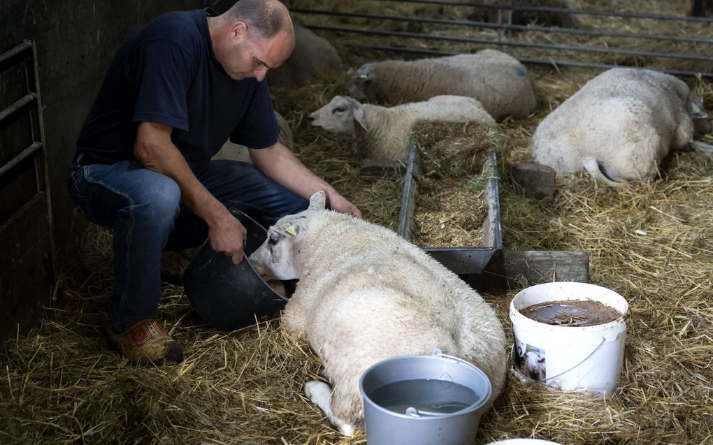 Een boer met zijn door het blauwtongvirus besmette schapen. De ziekte verspreidt snel door Nederland onder herkauwers zoals schapen, geiten en koeien. Ongeveer 10 procent van de besmette dieren gaat dood aan de ziekte. beeld ANP, Sander Koning