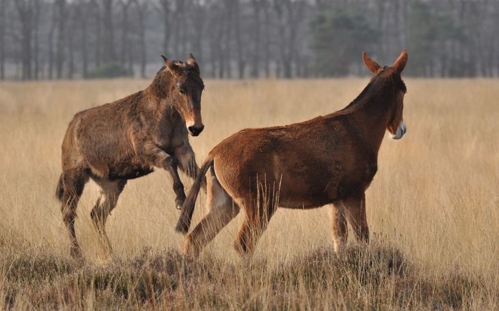 Muildieren helpen bij de bescherming van moeflons tegen wolven. beeld Stichting Het Nationale Park De Hoge Veluwe