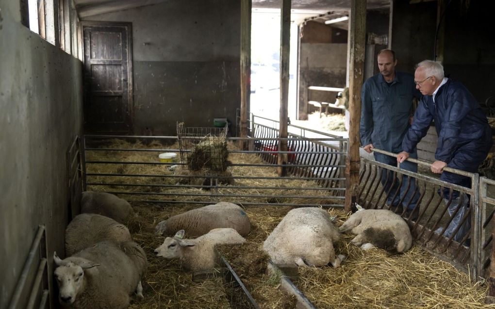 Demissionair landbouwminister Piet Adema (r.) bezoekt een door blauwtong getroffen schapenhouderij.  beeld ANP, Sander Koning