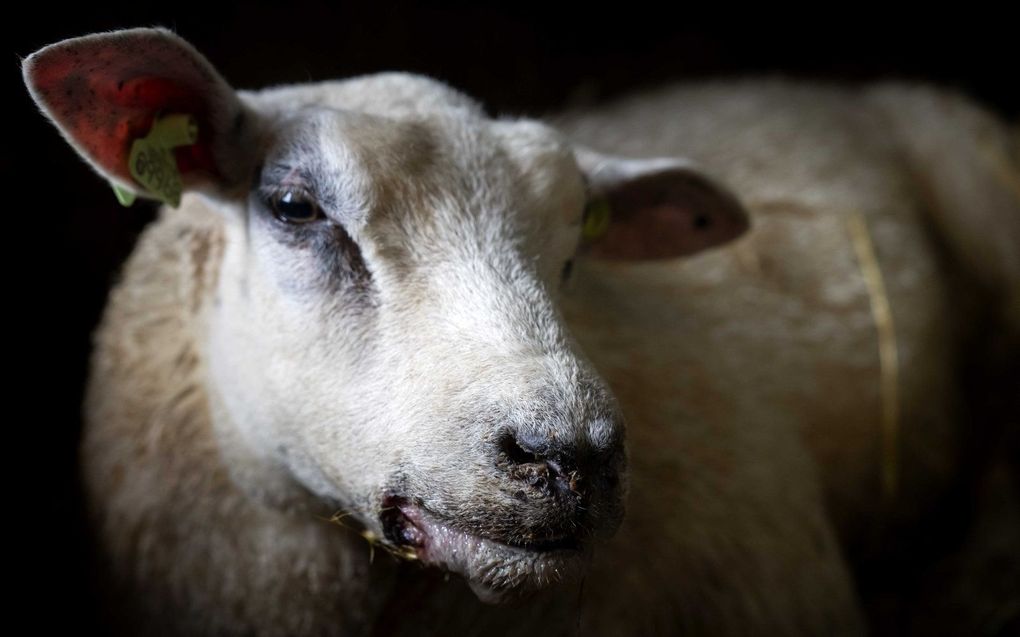 Een schaap besmet met het blauwtongvirus. Blauwtong wordt verspreid door kleine steekvliegen. beeld ANP, Sander Koning