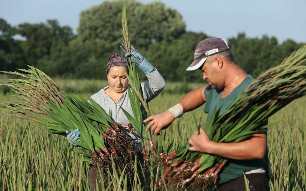 Poolse arbeidsmigranten plukken gladiolen in de buurt van Nijmegen. Sectoren zoals de land- en tuinbouw zijn grotendeels afhankelijk van arbeiders uit het buitenland. beeld VidiPhoto