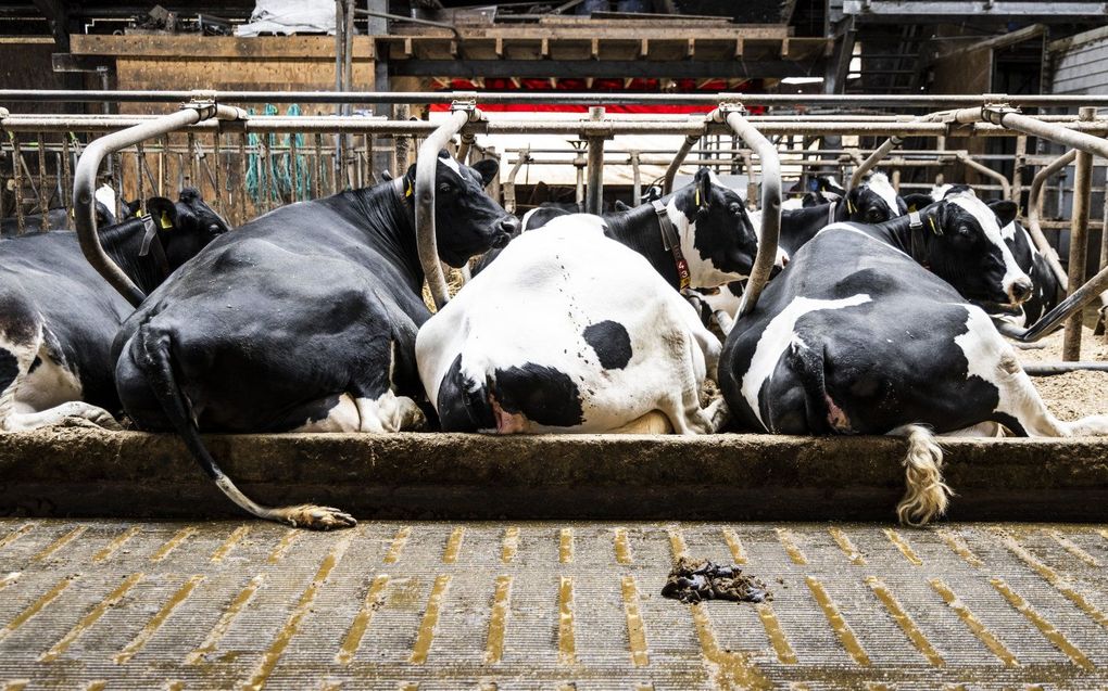 Een emissiearme stal bij een melkveehouder in Bleskensgraaf. beeld ANP JEFFREY GROENEWEG