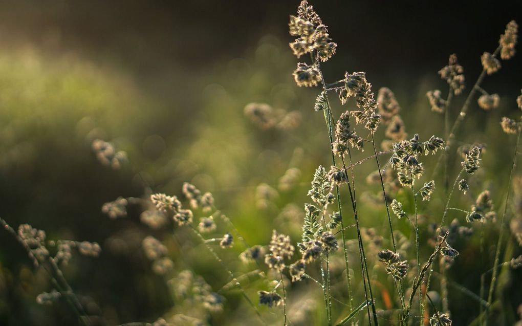 beeld iStock