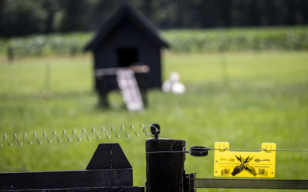 „De wolf brengt hoge kosten met zich mee. Denk alleen al aan de honderden meters ”wolf-proof” omheining die angstige dierenbezitters aanleggen rondom hun weilanden.” beeld ANP, Vincent Jannink