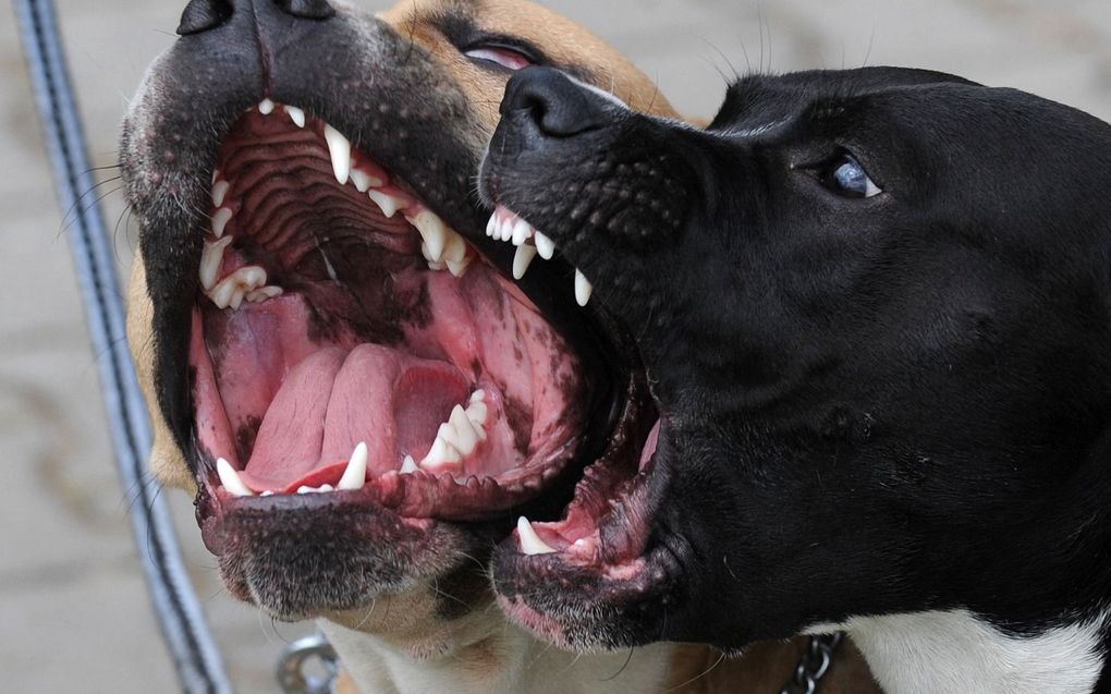 Twee blaffende pitbulls. Plastisch chirurgen pleiten voor maatregelen tegen agressieve honden. beeld AFP, Michal Cizek