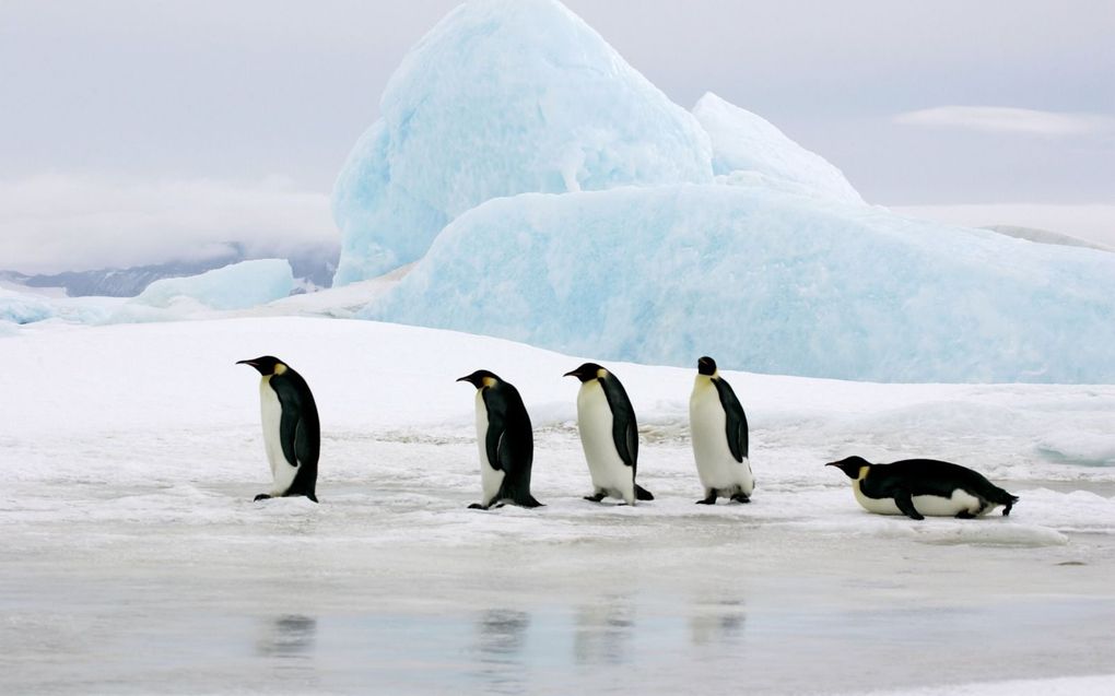 Het smelten van Antarctica heeft niet alleen gevolgen voor de zeespiegelstijging. Kuikens van de keizerspinguïn legden dit jaar massaal het loodje. In vier kolonies overleefde geen enkel jong.  beeld iStock