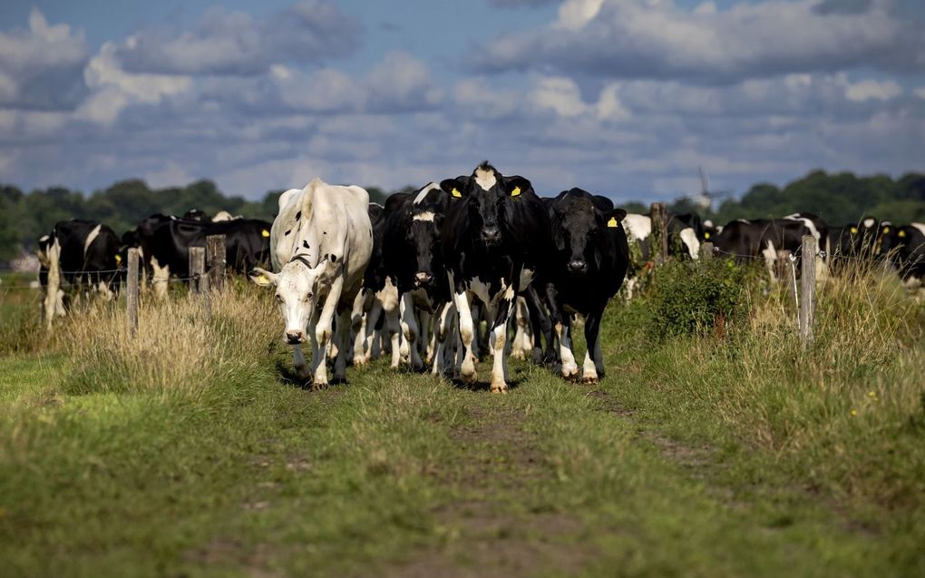 Koeien lopen richting de stal van een boerderij in Soest. beeld ANP, Robin van Lonkhuijsen