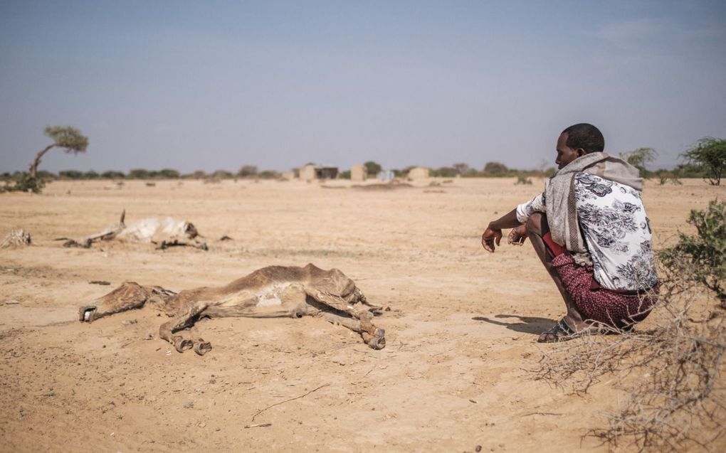 Een man zit naast dood vee in een dorp in Ethiopië. Vorig jaar werd de Hoorn van Afrika getroffen door de ergste droogte in veertig jaar. beeld AFP, Eduardo Soteras