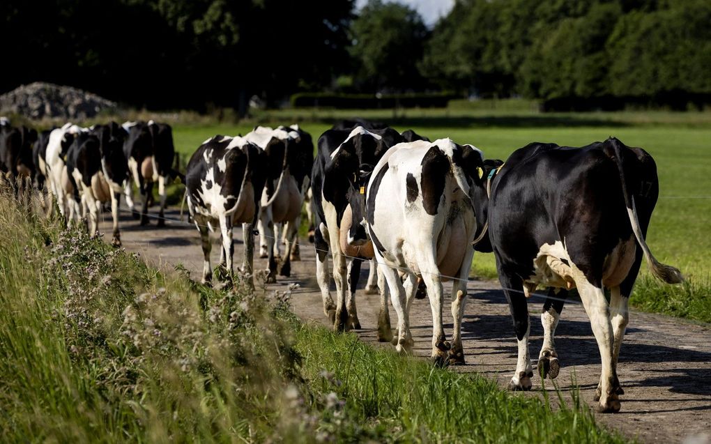 beeld ANP, Robin van Lonkhuijsen