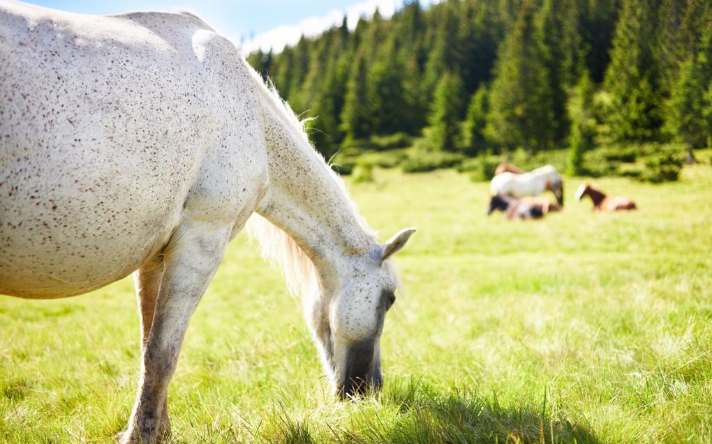 „Is de schepping niet volmaakt voortgebracht? Mogen wij als zondige mensen ons het recht toe-eigenen om die voor eigen gewin aan te passen?” beeld iStock