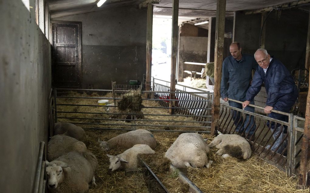 Demissionair landbouwminister Piet Adema bezoekt een bedrijf dat is getroffen door het blauwtongvirus. De ziekte verspreidt snel door Nederland onder herkauwers zoals schapen, geiten en koeien. Ongeveer 10 procent van de besmette dieren gaat dood aan de ziekte. beeld ANP, Sander Koning