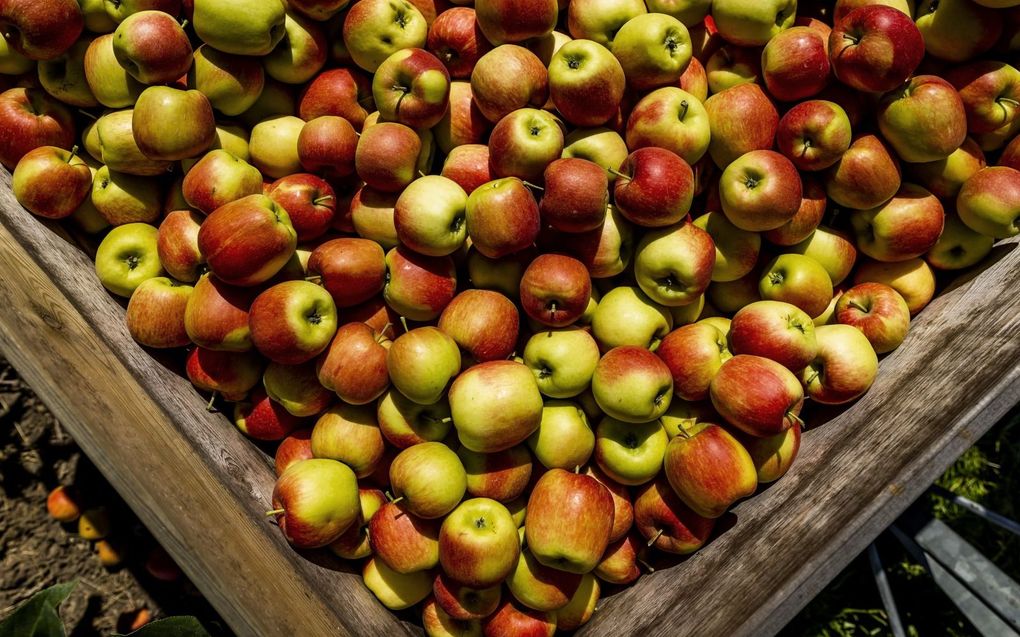 „De suikertaks zet ambachtelijke sapmakers en Nederlandse fruittelers met de rug tegen de muur.” beeld ANP, Remko de Waal