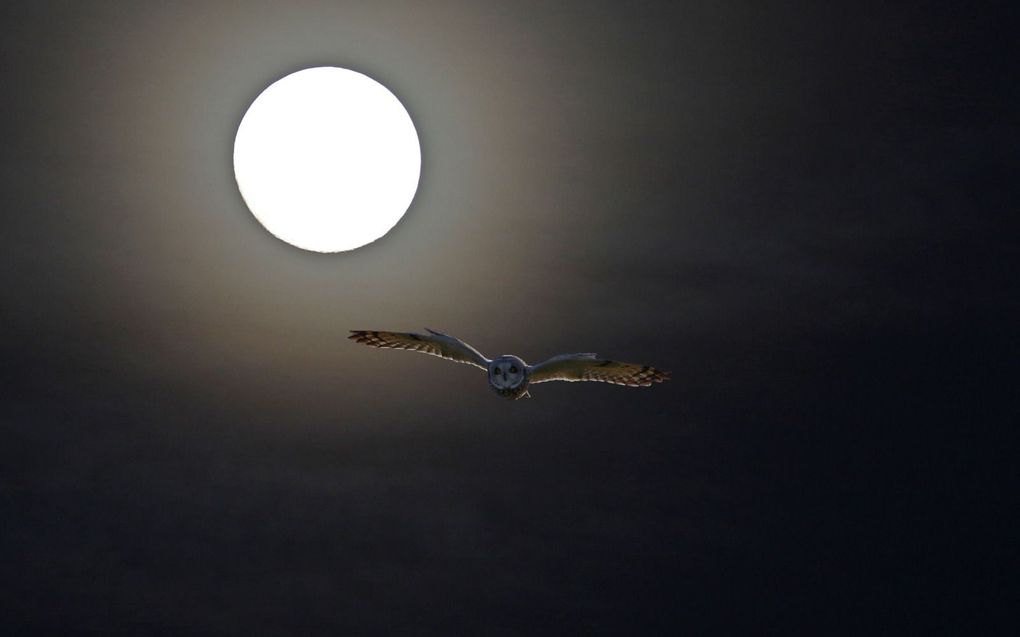 Velduil op jacht bij volle maan. beeld Chiel Jacobusse