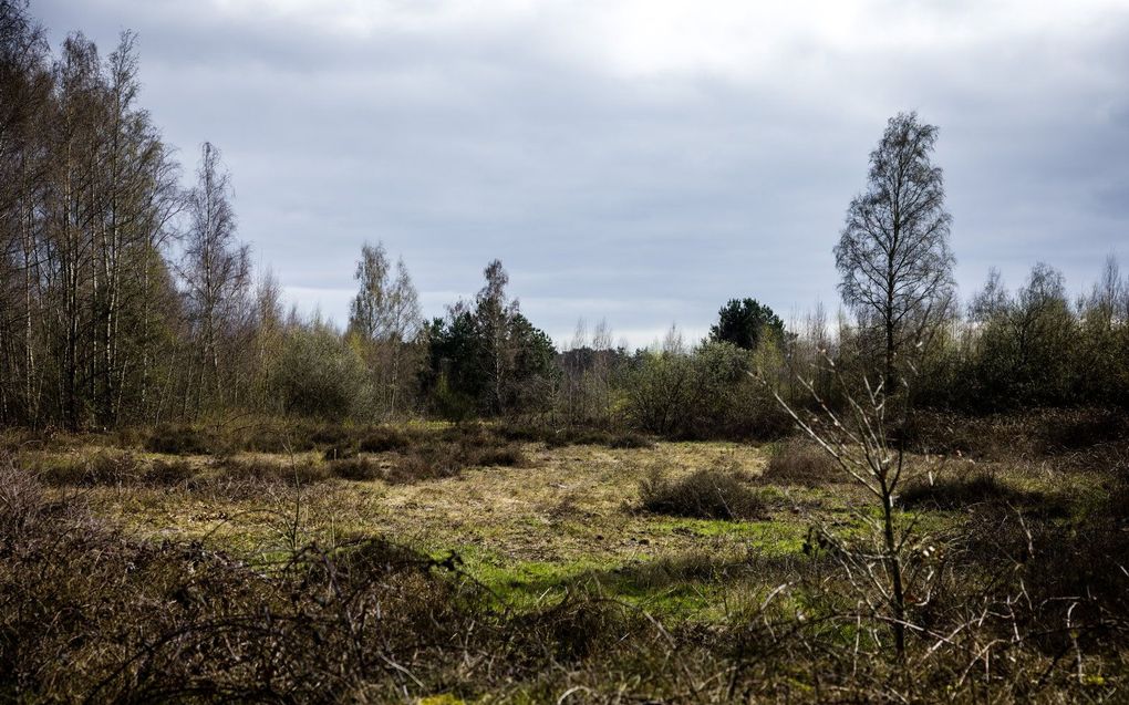 Nationaal Park De Maasduinen. Het bos- en heidegebied, gelegen op een langgerekte zandrug tussen de Maas en de Duitse grens, is aantoonbaar verslechterd door droogte en door te veel neerslag van stikstof. beeld ANP, ROB ENGELAAR