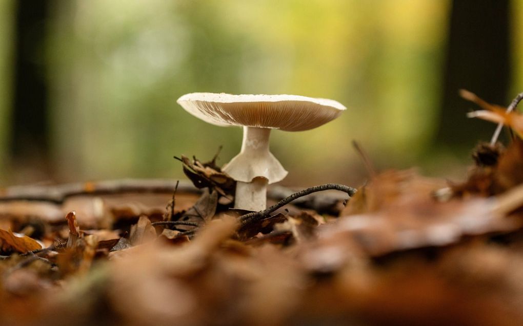 Het determineren van paddenstoelen is vaak niet eenvoudig. Dit lijkt op een amaniet, maar welke precies is onduidelijk. Als het een gele knolamaniet is, zou hij naar aardappels moeten ruiken. beeld André Dorst