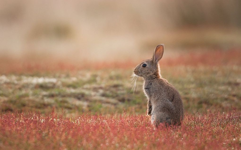 beeld Getty Images, Damian Kuzdak