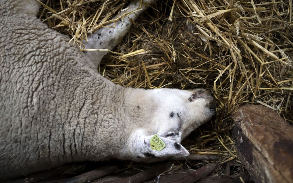 Een schaap dat besmet is met het blauwtongvirus. beeld ANP, Sander Koning