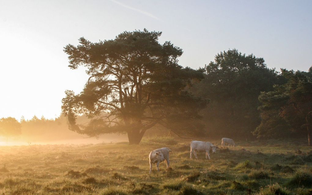 Charolaisrunderen op de Stulpse Heide. beeld Staatsbosbeheer, Norbert Ruigendijk