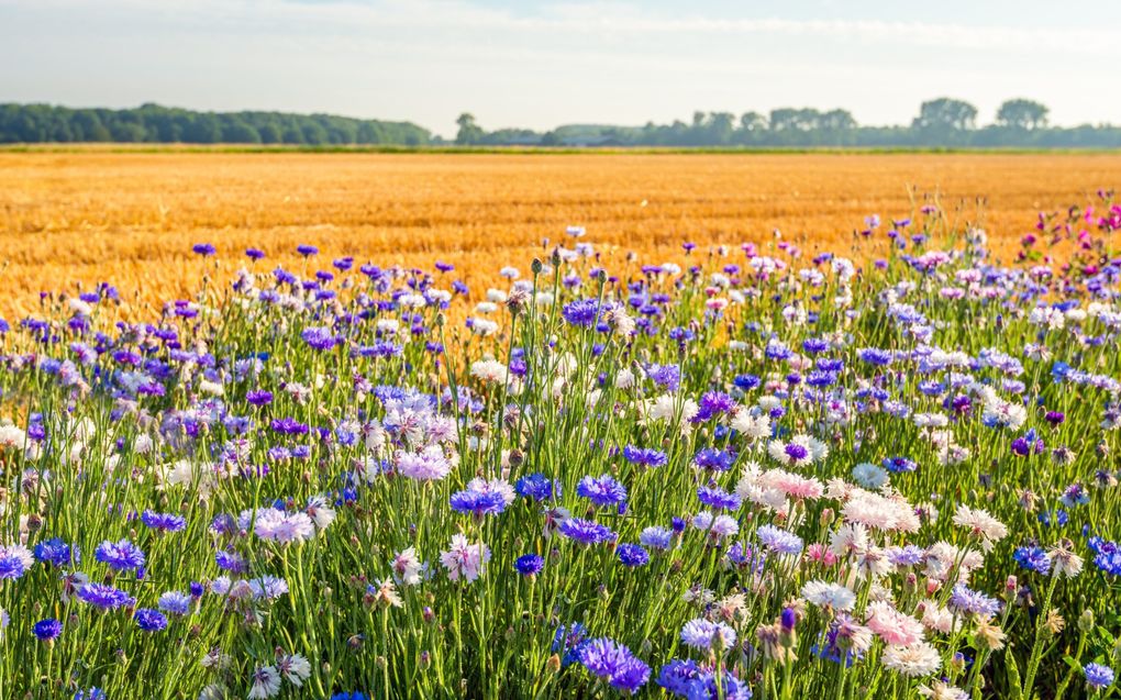 Bloemrijke akkerrand. Voor dit soort landschapselementen kunnen boeren extra Europese subsidie krijgen. beeld iStock