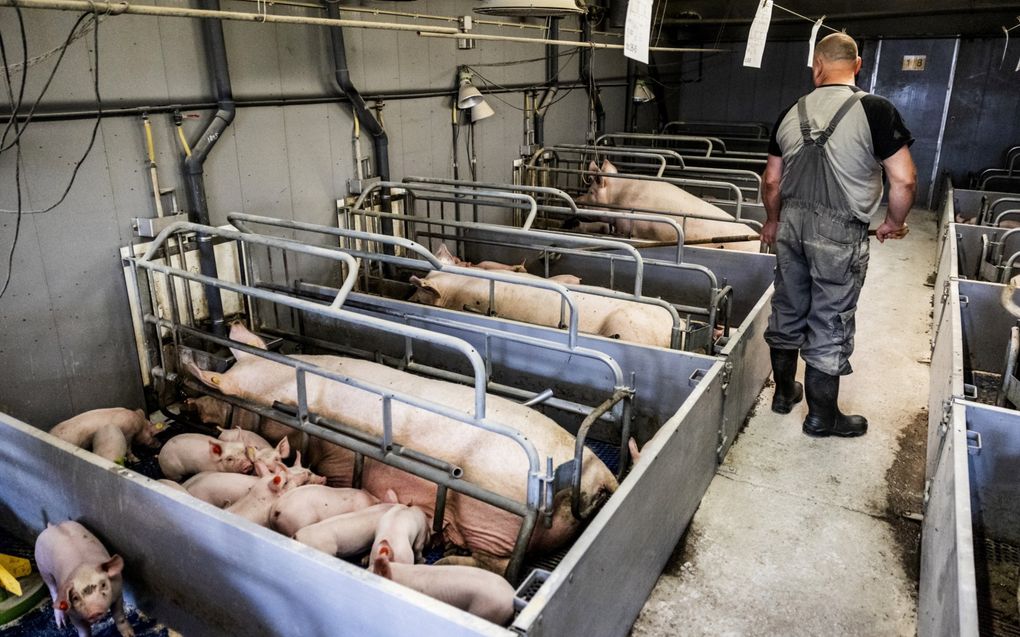 Een varkensboer aan het werk tussen zijn varkens in een stal in Halderberge (Noord-Brabant). beeld ANP, Jeffrey Groeneweg