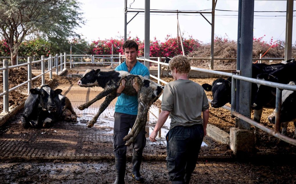 Een vrijwilliger draagt een pasgeboren kalfje op een boerderij in de kibboets Nir Oz. Door het wegvallen van arbeiders is er in Israël grote vraag naar buitenlandse krachten. beeld AFP, Kenzo Tribouillard