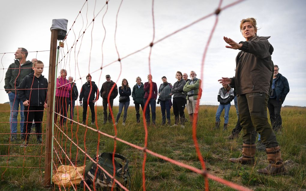 Staatsbosbeheer organiseert excursies over de wolf. Tijdens een wandeltocht over de Veluwe in oktober legde een medewerkster van Staatsbosbeheer uit wat er wordt gedaan om een schaapskudde te beschermen tegen de wolf. beeld ANP, Marcel van den Bergh