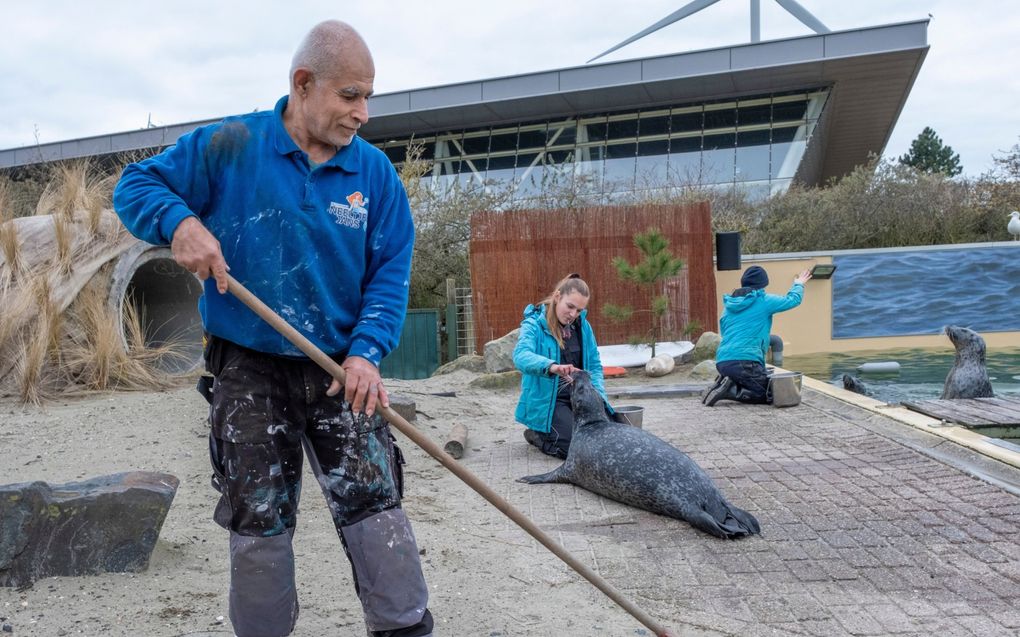 Shaban Restom bij het zeehondenverblijf van Neeltje Jans. De Syriër doet allerlei klussen op het Deltapark. beeld Dirk-Jan Gjeltema