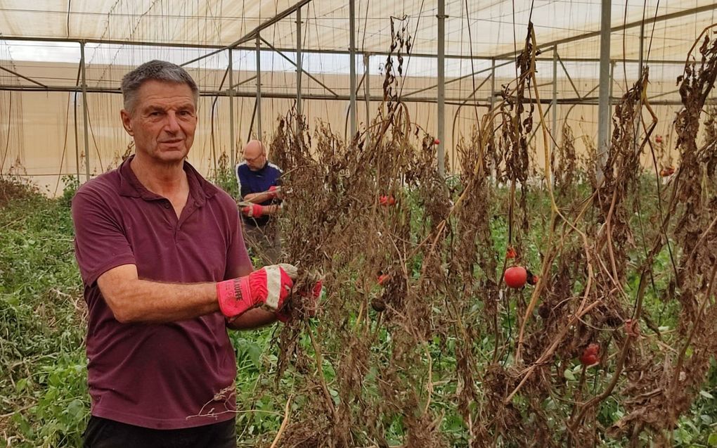 Ben van Wijhe in een tomatenkas. beeld Ben van Wijhe