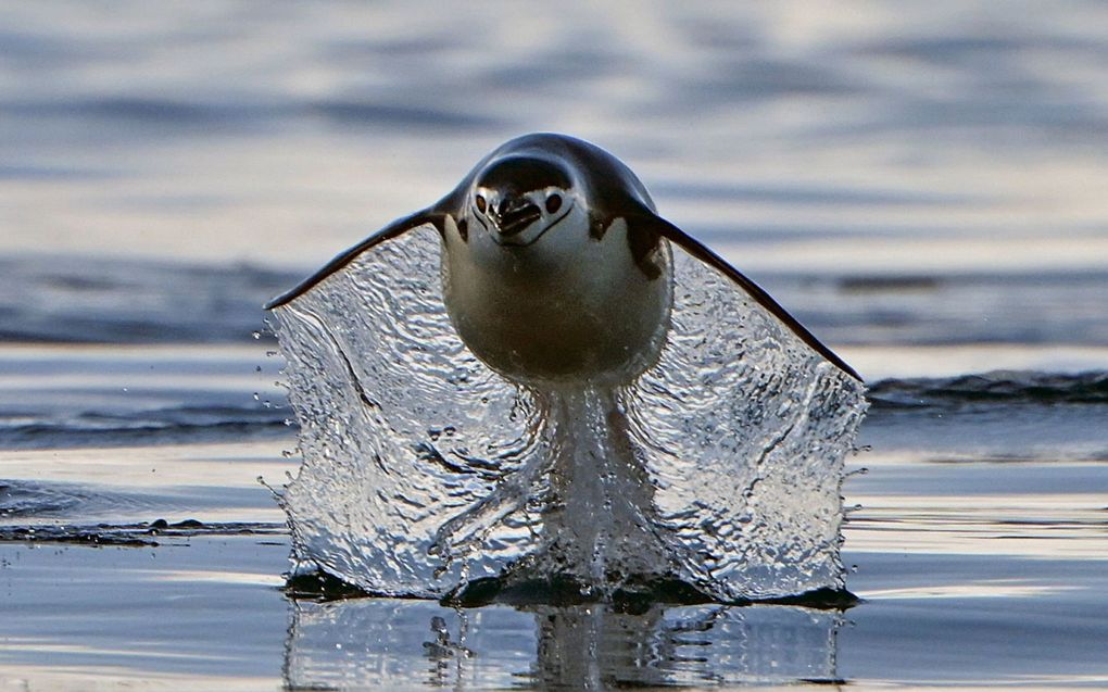 Een Barbijo-pinguïn zwemt in de Gerlache-straat, die de Palmer-archipel scheidt van het Antarctische Schiereiland. beeld AFP