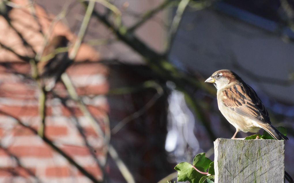 De huismus. Het diertje heeft last van verstening. beeld Theo Haerkens