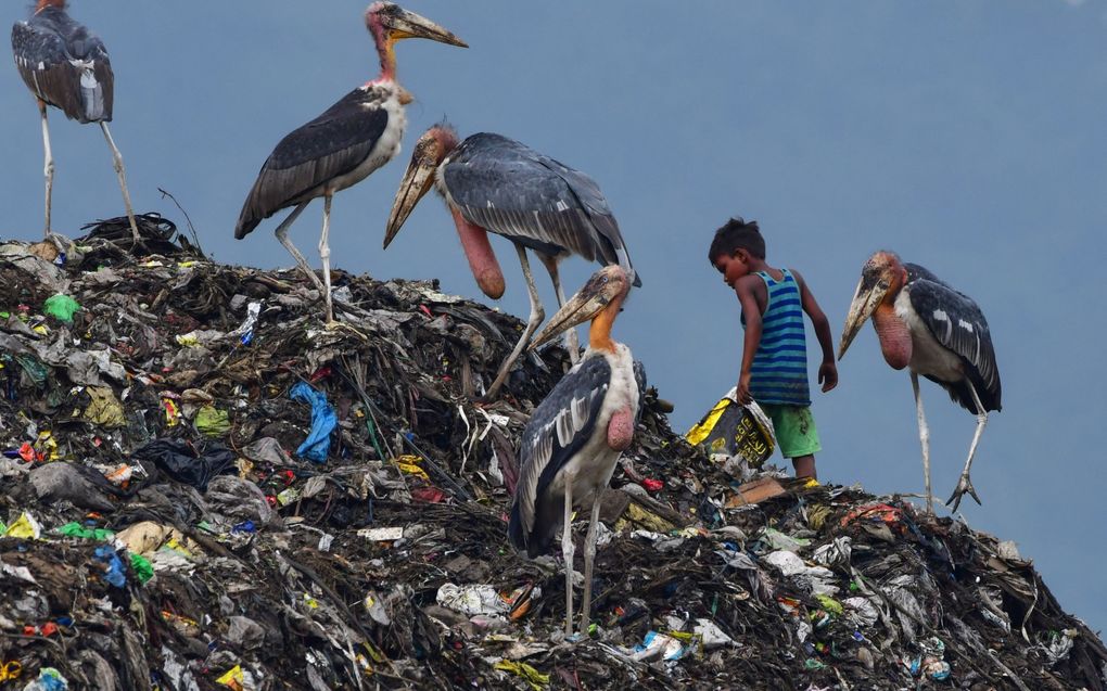 „Afval wordt dikwijls gedumpt in lagelonenlanden. Dit onder het mom van hergebruik, maar het meeste belandt gewoon in het milieu.” Foto: tussen de Indische maraboes zoekt een jongetje naar herbruikbaar afval op een vuilnishoop in Guwahati, India. beeld AFP, Biju Boro