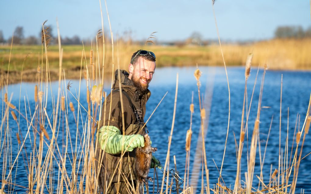 Rattenvanger Jan-Adriaan den Hertog haalt bij een watertje tussen Stolwijk en Haastrecht een dode muskusrat uit een rattenklem. beeld Van der Wal Fotografie, Martijn de Zwart