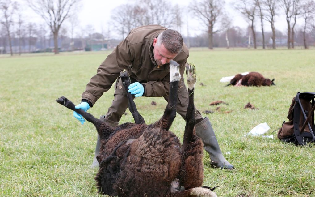 Verplak in actie. Op de achtergrond ligt een ander slachtoffer van de dodelijke wolvenaanval bij veehouder Johan Hooijer. beeld VidiPhoto