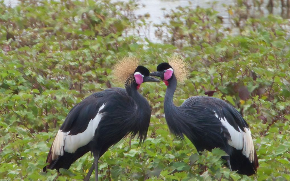 Kroonkraanvogels. beeld Arie Maasland