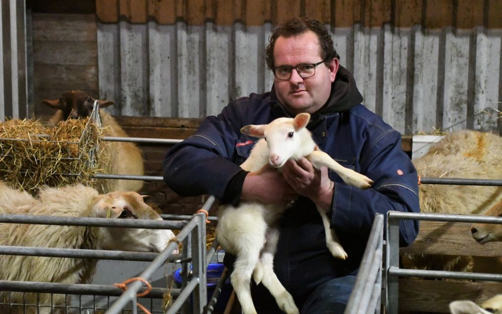 Voor schapenhouder Gerald van den Heuvel uit Herwijnen is de lammertijd de mooiste periode van het jaar. beeld Theo Haerkens