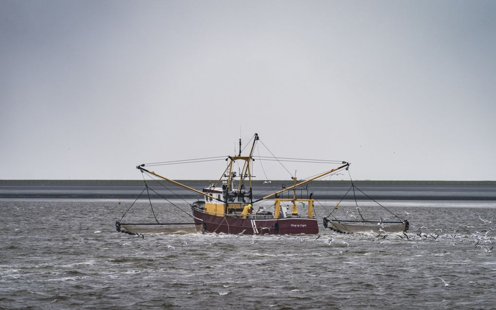 Een garnalenkotter op de Waddenzee. beeld ANP, Siese Veenstra